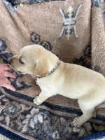 John(brown collar), a male Labrador Retriever for sale in Lumberton, MS – 1 of 4