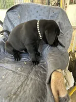 Stack, a male Labrador Retriever for sale in Lumberton, MS – 3 of 3