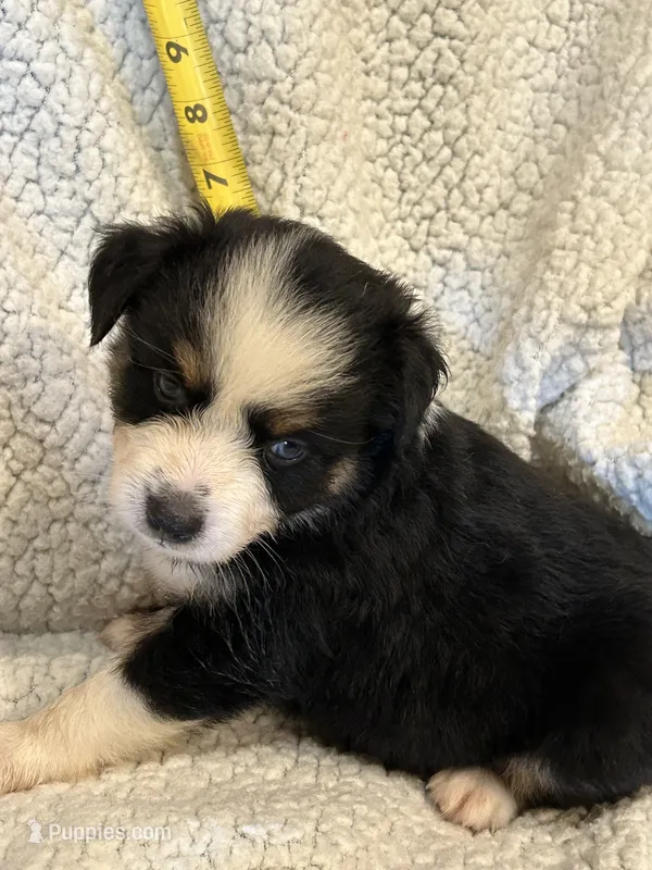 Chat – Toy Australian Shepherd puppy for sale in Lumberton, MS