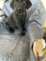 Stack, a male Labrador Retriever for sale in Lumberton, MS – 2 of 3
