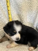 Chat, a male Toy Australian Shepherd for sale in Lumberton, MS – 2 of 2