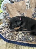 Lolly, a female Labrador Retriever for sale in Lumberton, MS – 2 of 3