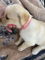 Peaches, a female Labrador Retriever for sale in Lumberton, MS – 1 of 4