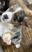 Sassy, a female Toy Australian Shepherd for sale in Lumberton, MS – 2 of 2