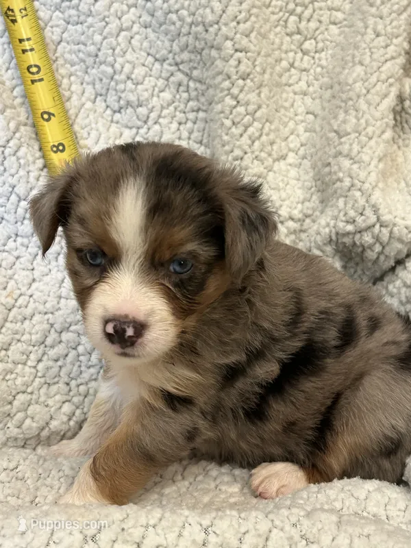 Sassy – Toy Australian Shepherd puppy for sale in Lumberton, MS