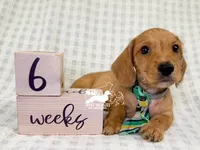 Otto AKC Wire Hair, a female Dachshund for sale in South Easton, MA – 5 of 10