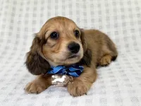 Alfie AKC, a male Dachshund for sale in South Easton, MA – 5 of 5