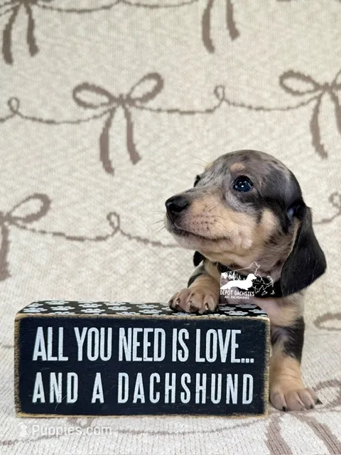 Phoenix AKC – Dachshund puppy for sale in South Easton, MA