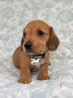 Otto AKC, a female Dachshund for sale in South Easton, MA – 2 of 3