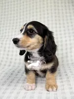Charlie AKC, a male Dachshund for sale in South Easton, MA – 1 of 4