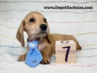 Frank AKC Short Hair Ee Cream, a male Dachshund for sale in South Easton, MA – 2 of 10