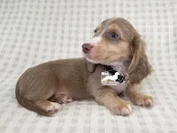 Leonard AKC, a male Dachshund for sale in South Easton, MA – 2 of 4