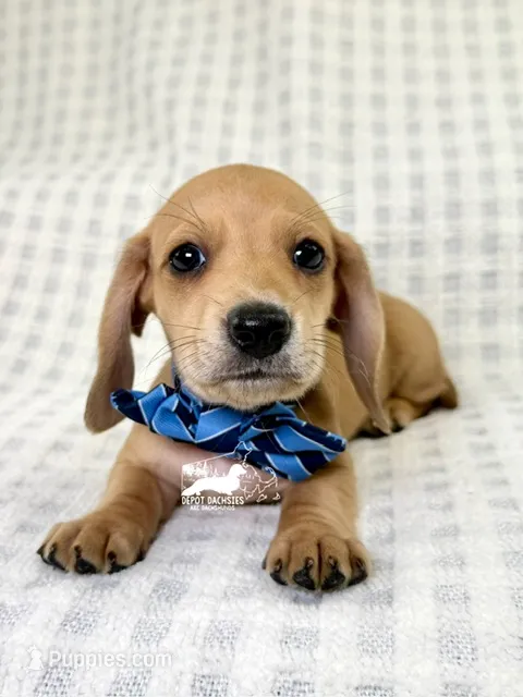 Frank AKC – Dachshund puppy for sale in South Easton, MA