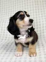 Charlie AKC, a male Dachshund for sale in South Easton, MA – 3 of 4