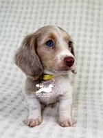 Daphne AKC, a male Dachshund for sale in South Easton, MA – 3 of 4
