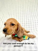 Fritz AKC Wire Hair, a female Dachshund for sale in South Easton, MA – 8 of 9