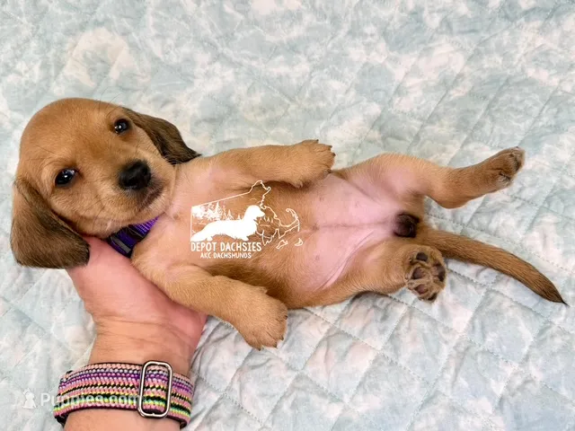 Gretta – Dachshund puppy for sale in South Easton, MA