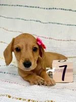 Ruby AKC, Red, Wire Hair, a female Dachshund and Miniature Dachshund for sale in South Easton, MA – 3 of 10