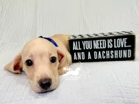 Charlie: Short Hair, Cream, AKC, a male Dachshund and Miniature Dachshund for sale in South Easton, MA – 10 of 10