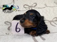 Boston AKC, a male Miniature Dachshund for sale in South Easton, MA – 3 of 5