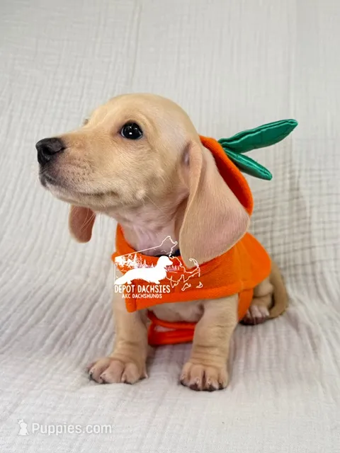 Charlie: Short Hair, Cream, AKC – Dachshund, Miniature Dachshund puppy for sale in South Easton, MA