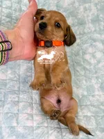 Fritz AKC, a female Dachshund for sale in South Easton, MA – 2 of 3