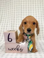 Otto AKC Wire Hair, a female Dachshund for sale in South Easton, MA – 3 of 10