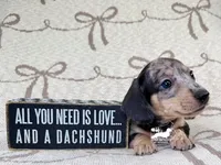 Phoenix AKC, a male Dachshund for sale in South Easton, MA – 3 of 5