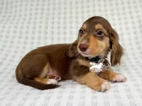 Jack AKC, a male Dachshund for sale in South Easton, MA – 3 of 4