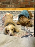 Otto AKC, a female Dachshund for sale in South Easton, MA – 3 of 3