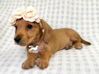 Gretta AKC, Red, Wire Hair, a female Dachshund and Miniature Dachshund for sale in South Easton, MA – 4 of 6