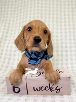 Otto AKC Wire Hair, a female Dachshund for sale in South Easton, MA – 2 of 10