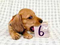 Fritz AKC Wire Hair, a female Dachshund for sale in South Easton, MA – 3 of 9
