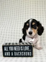 Pip AKC, a male Dachshund for sale in South Easton, MA – 3 of 4