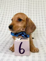 Fritz AKC Wire Hair, a female Dachshund for sale in South Easton, MA – 6 of 9