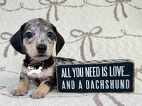 Phoenix AKC, a male Dachshund for sale in South Easton, MA – 4 of 5