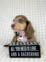 Maggie AKC, a female Dachshund for sale in South Easton, MA – 3 of 4
