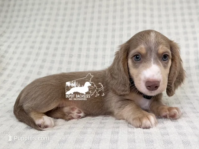 Leonard AKC – Dachshund puppy for sale in South Easton, MA