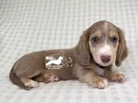 Leonard AKC, a male Dachshund for sale in South Easton, MA – 1 of 4
