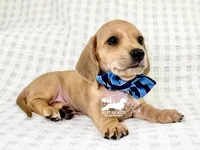 Frank AKC, a male Dachshund for sale in South Easton, MA – 3 of 5