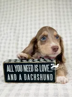 Maggie AKC, a female Dachshund for sale in South Easton, MA – 4 of 4