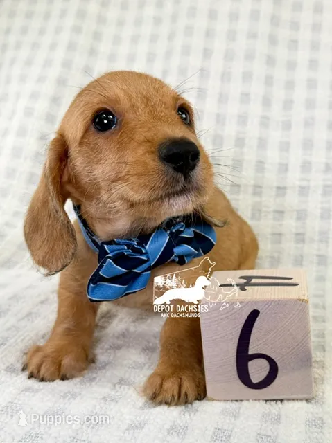 Otto AKC Wire Hair – Dachshund puppy for sale in South Easton, MA