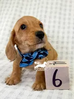 Otto AKC Wire Hair, a female Dachshund for sale in South Easton, MA – 1 of 10