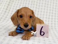 Otto AKC Wire Hair, a female Dachshund for sale in South Easton, MA – 7 of 10