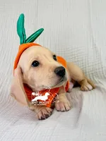 Charlie: Short Hair, Cream, AKC, a male Dachshund and Miniature Dachshund for sale in South Easton, MA – 2 of 10