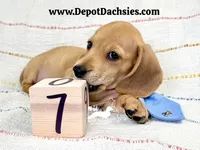 Frank AKC Short Hair Ee Cream, a male Dachshund for sale in South Easton, MA – 4 of 10