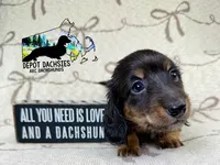Dallas AKC, a male Dachshund for sale in South Easton, MA – 3 of 4