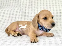 Frank AKC, a male Dachshund for sale in South Easton, MA – 4 of 5
