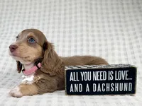 Maggie AKC, a female Dachshund for sale in South Easton, MA – 1 of 4