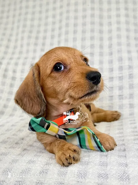 Fritz AKC Wire Hair – Dachshund puppy for sale in South Easton, MA